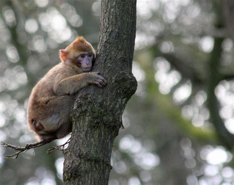 Brown Monkey on Green Tree Trunk · Free Stock Photo