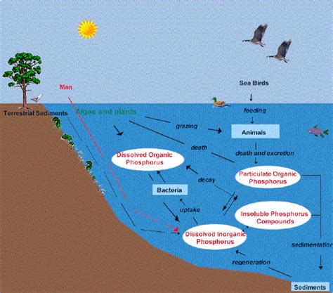 Phosphorus cycle. | Kids learning, Chemical structure, Ecology art