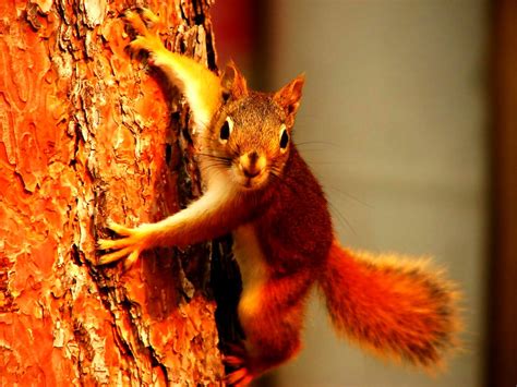 Squirrel, Animals, Eurasian Red Squirrel background 🔥 FREE Download pictures