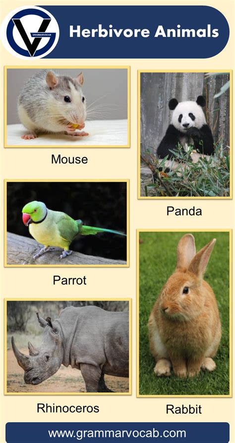 List of Herbivore Animals Names | Pictures - GrammarVocab