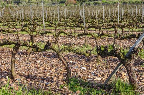 Grapevines in Spring stock photo. Image of field, growing - 38336466