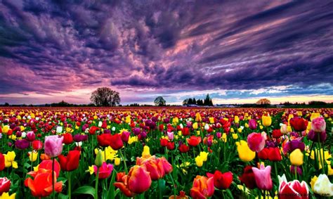 Tulip Garden Wallpapers - Top Free Tulip Garden Backgrounds ...