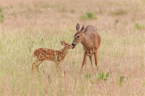 White-tailed Deer Doe and Fawn Photograph by Tony Hake - Pixels