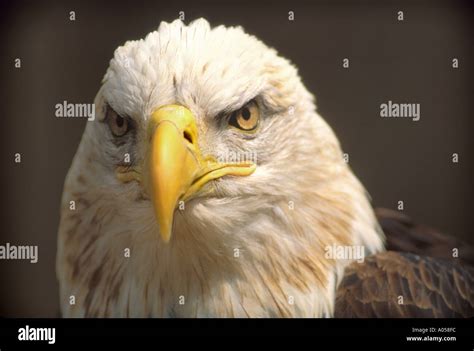 BE-101 ANGRY BALD EAGLE Stock Photo - Alamy