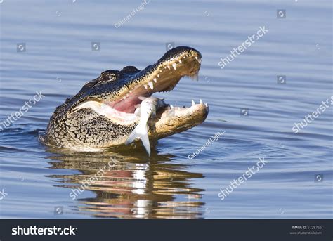 Alligator Eating Fish Stock Photo 5728765 - Shutterstock