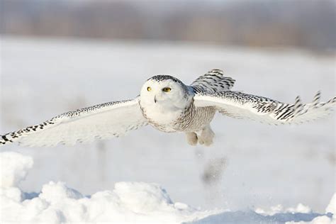 290+ Tundra Snowy Owl Stock Photos, Pictures & Royalty-Free Images - iStock