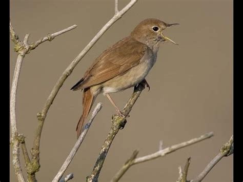 Common Nightingale singing - YouTube