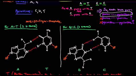 DNA Structure - Base Pair Hydrogen Bonding and Melting Temperature - YouTube