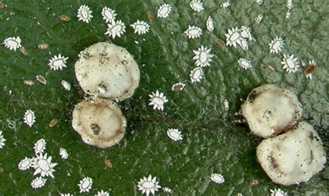 Florida wax scale - Ceroplastes floridensis Comstock