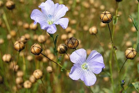 19+ Flax Seeds For Planting - EdwinAnastasija