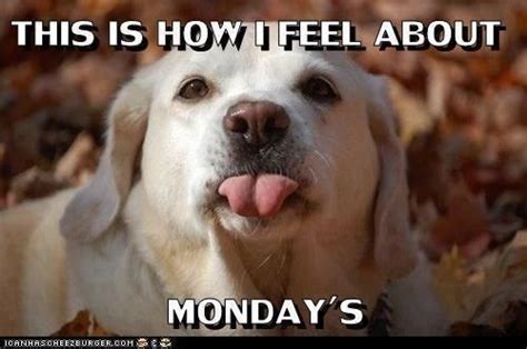 How I feel about Mondays quotes quote days of the week monday quotes happy monday monday humor ...