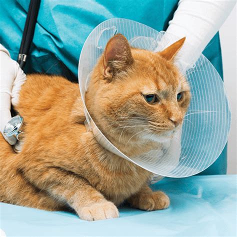 Top 8 Anesthesia Box For Cats In 2022 | Animal hospital, Pets, Pets cats