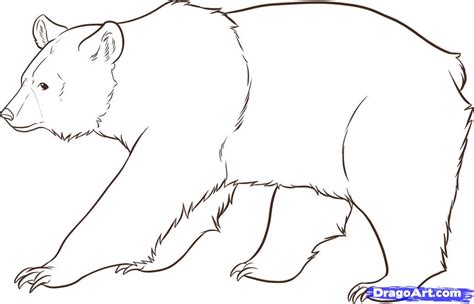 Free Bear Drawing, Download Free Bear Drawing png images, Free ClipArts ...