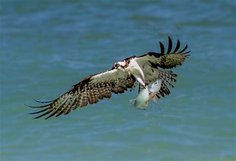 All about Osprey hunting and feeding