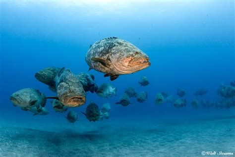 Goliath Grouper Spawning Season Goliath Grouper Spawning Season