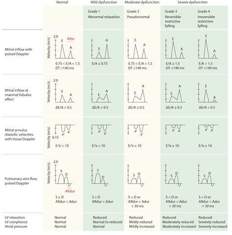 2d echo normal values