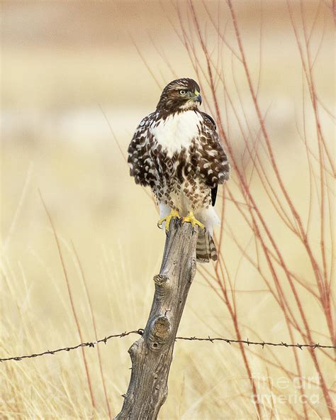 Red-tailed Hawk Hunting Photograph by Dennis Hammer - Fine Art America