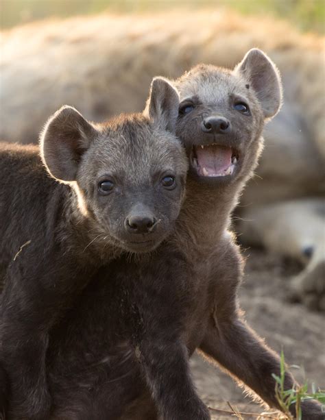 Spotted hyena siblings remain buddies for life; cubs who have litter-mates have much higher ...