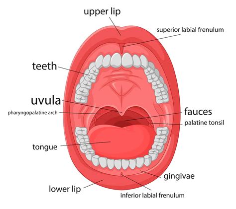 Where Is The Frenum In The Mouth? - ArchWired