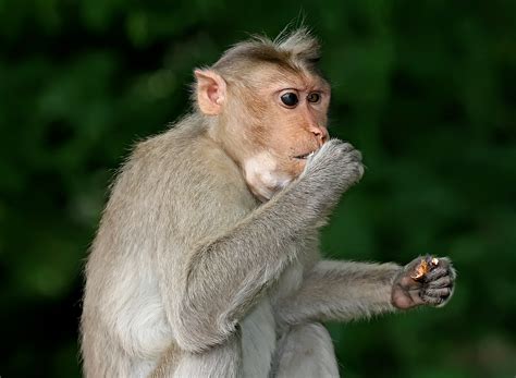File:Monkey eating.jpg - Wikipedia