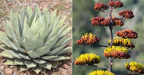 Agave parryi (Parry's Agave) - World of Succulents