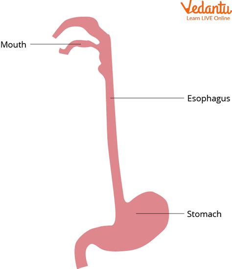 Digestive System for Kids: Learn Definition, Properties and Facts