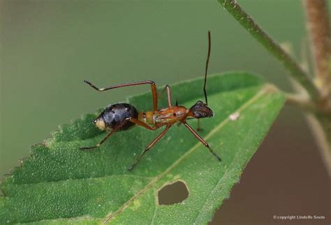 FORMIGA (Camponotus substitutus) - Biofaces - Bring Nature Closer