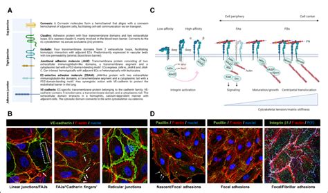 Basics of endothelial cell (EC)-cell and cell-extracellular matrix... | Download Scientific Diagram