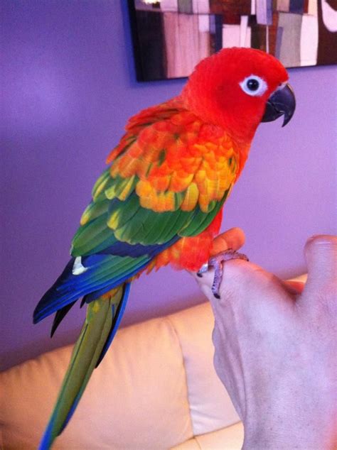 Red Factor Sun Conures/Single Factor Sun Conures | Conure parrots, Conure, Conure bird