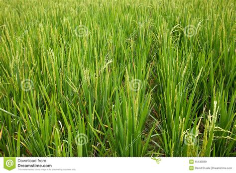 Rice Cultivation stock image. Image of rural, island - 15435819