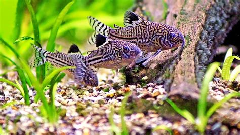 Revolutionize Your Aquarium: Discover the Best Fish Tank Pebble Cleaners of 2023 - Paws Dynasty