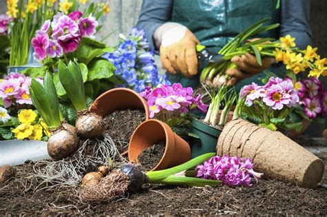 6 Flowers that Add Color to Your Yard | AGR