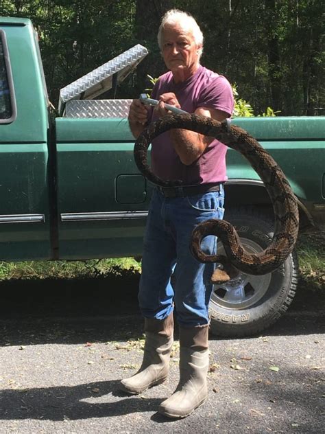 Massive Canebrake Rattlesnake Found In SC - FITSNews