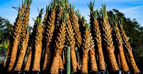 Sabal Palm Trees - Two Oaks Nursery