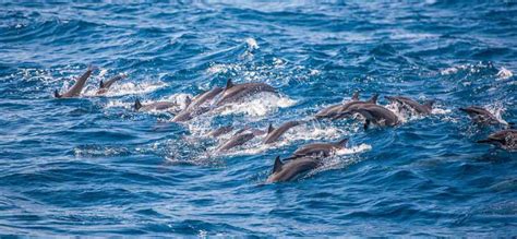 Dolphin Watching in Kalpitiya: An Enchanting Adventure - Mahaweli Tours & Holidays in 2023 ...