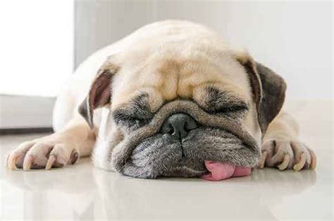 Dog Snoring | Whitworth Animal Clinic