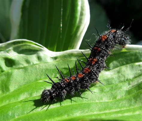 Mourning Cloak Butterfly Life Cycle