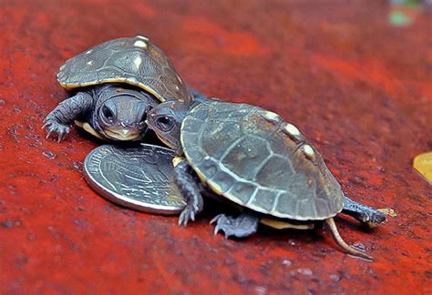 Baby Box Turtles | A Naturalist's Journal