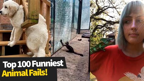 Top 120+ Funny animal fails compilation - Merkantilaklubben.org