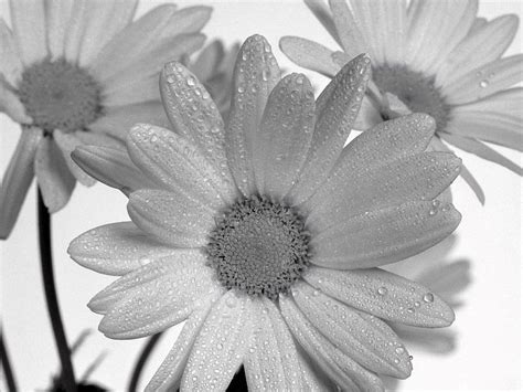 Daisy Black And White (id: 37493) HD wallpaper | Pxfuel