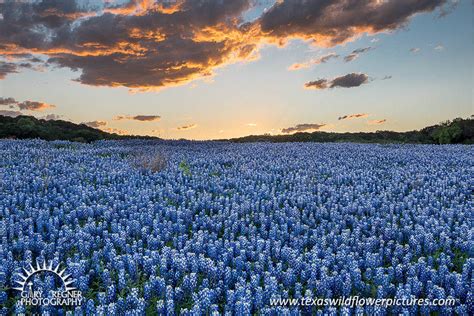 Texas Landscape Pictures