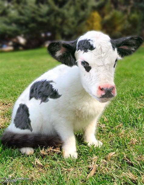 Cat-Cow - Worth1000 Contests | Cows funny, Cute baby cow, Weird animals