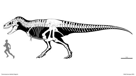 Tyrannosaurus Rex Skeleton Diagram