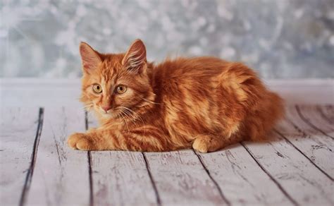 See the Cutest Cat Breeds as Kittens | Reader's Digest