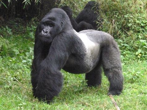 Uganda Mountain Gorilla Facts in Bwindi Forest