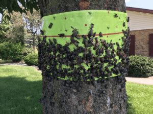 How to Kill Spotted Lanternfly? Easy DIY Methods