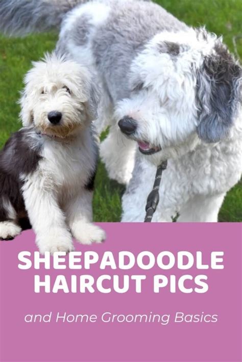 Sheepadoodle Grooming: Haircut #Inspo Pics and DIY Grooming Basics