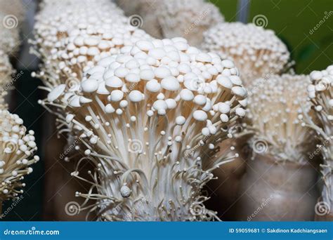 Enoki mushroom farm stock image. Image of edible, heads - 59059681