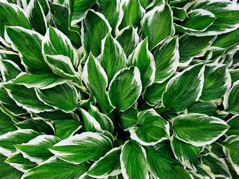 Hosta Care Guide - Grow Hosta Flowers And Foliage | Gardening Know How