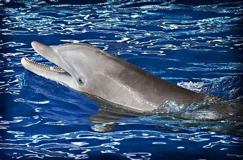 Dolphin Minnesota Zoo Animals Photography (c) Nancy E Stein | Zoo ...